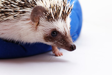 Image showing Cute hedgehog