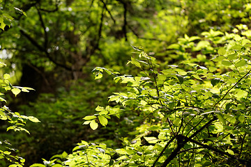 Image showing Green leaf