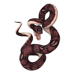 Image showing Anaconda Snake on White