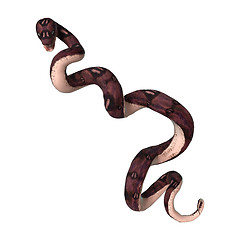 Image showing Anaconda Snake on White