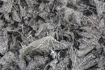 Image showing Ashes texture of burned leaves