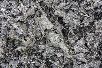 Image showing Ashes texture of burned leaves