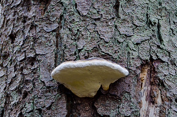 Image showing Mushroom on the tree