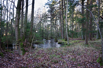 Image showing little woodland lake in the forrest