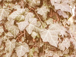 Image showing Retro looking Ivy leaves