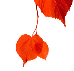 Image showing Red linden-tree leafs isolated on white