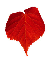 Image showing Red tilia leaf