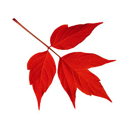 Image showing Red acer negundo leaf isolated on white