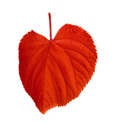 Image showing Red tilia leaf