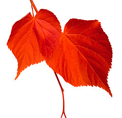 Image showing Red linden-tree leafs