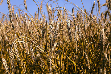 Image showing mature rye .  harvest