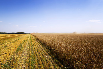 Image showing   harvest of cereals