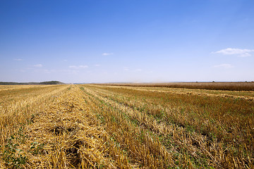 Image showing   harvest of cereals