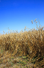 Image showing   cereals during harvest 