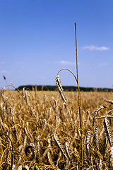 Image showing mature rye .  harvest