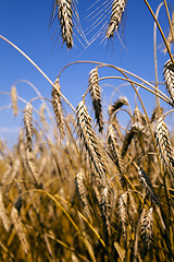 Image showing ripened cereals.  field 