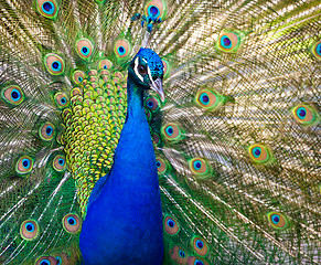 Image showing Peacock showing off