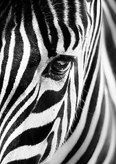 Image showing Portrait of a zebra. Black and white.