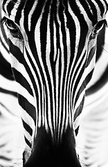 Image showing Portrait of a zebra. Black and white.