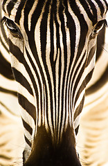 Image showing Portrait of a zebra.