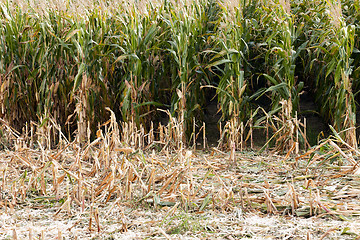 Image showing harvesting of corn 