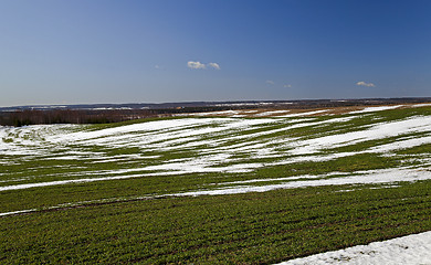 Image showing winter wheat crops in early spring  