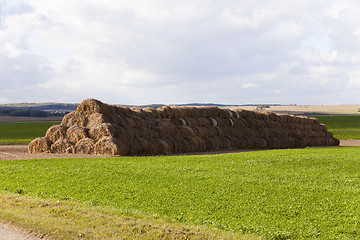 Image showing   the agricultural field  