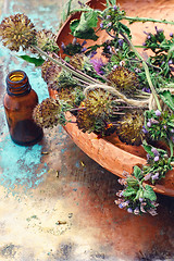 Image showing Still life with harvest medicinal herbs