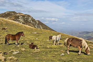 Image showing Wild Horses Grazing at High Altitude