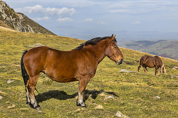 Image showing Wild Horse