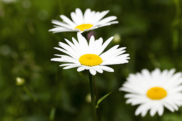 Image showing white daisy . spring