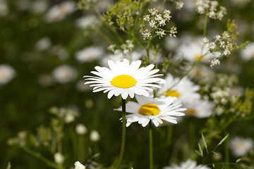 Image showing white daisy  flowers.