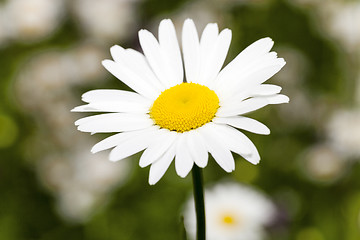 Image showing white daisy  flowers.