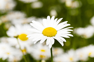 Image showing white daisy  flowers.