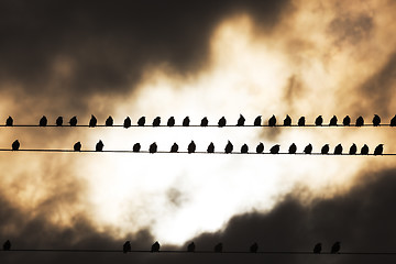 Image showing Birds on a wire  