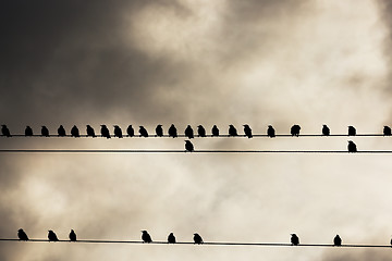 Image showing Birds on a wire  