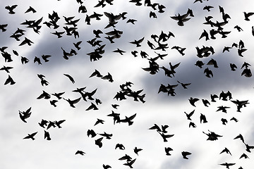 Image showing birds in the sky  