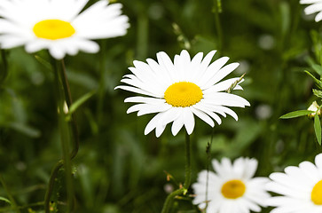 Image showing white daisy  flowers.