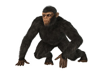 Image showing Chimpanzee Monkey on White