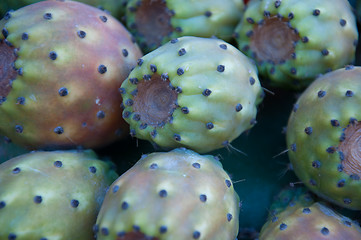 Image showing Several fruits of prickly pear