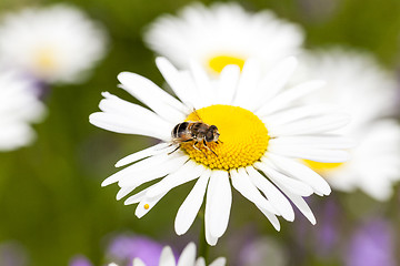 Image showing white daisy. spring