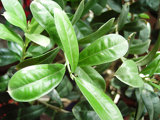 Image showing olive tree