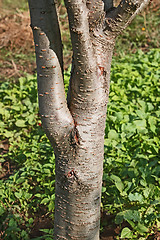Image showing Trunk of a young plum tree