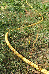 Image showing Plastic watering hose in the grass