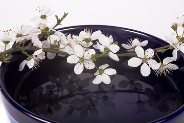 Image showing sakura