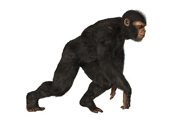 Image showing Chimpanzee Monkey on White