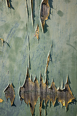 Image showing Green painted wood texture