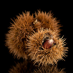 Image showing Chestnuts on a black reflective background