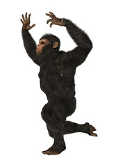 Image showing Chimpanzee Monkey on White