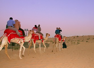 Image showing camel trekking